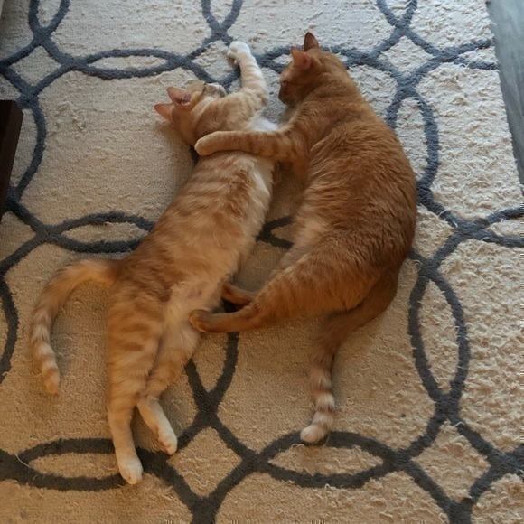 Hi everyone! Welcome to my closet. Happy shopping! - Picture 2 of 2